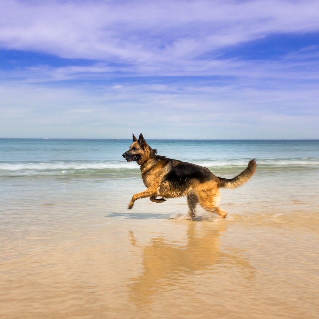 Tips for Dog Friendly Vacations in MIchigan